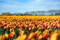 Tulpen 2024 (5)