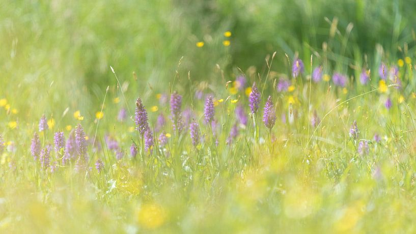  Schilf-Orchidee umgeben von Butterblumen von Erik Veldkamp