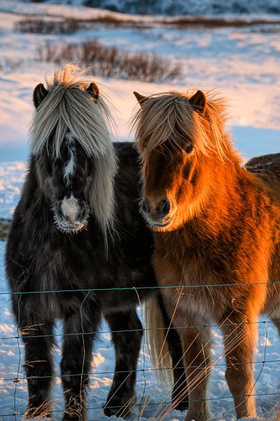 Isländer im Schnee von By Marjolein Design