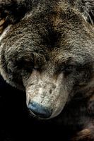 Die Seele des Bären