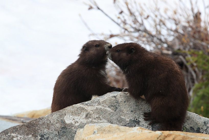 Vancouver Island Marmot , Marmota vancouverensis, Mount Washington , Vancouver Island, BC, Canada by Frank Fichtmüller