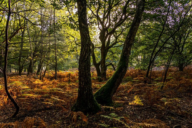 National Park De Meinweg in Limburg - Netherlands by Maurice Meerten