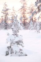 Winterstimmung, warmes Licht von der untergehenden Sonne
