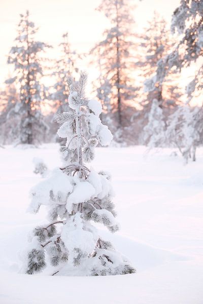 Winterstimmung, warmes Licht von der untergehenden Sonne von Melissa Peltenburg