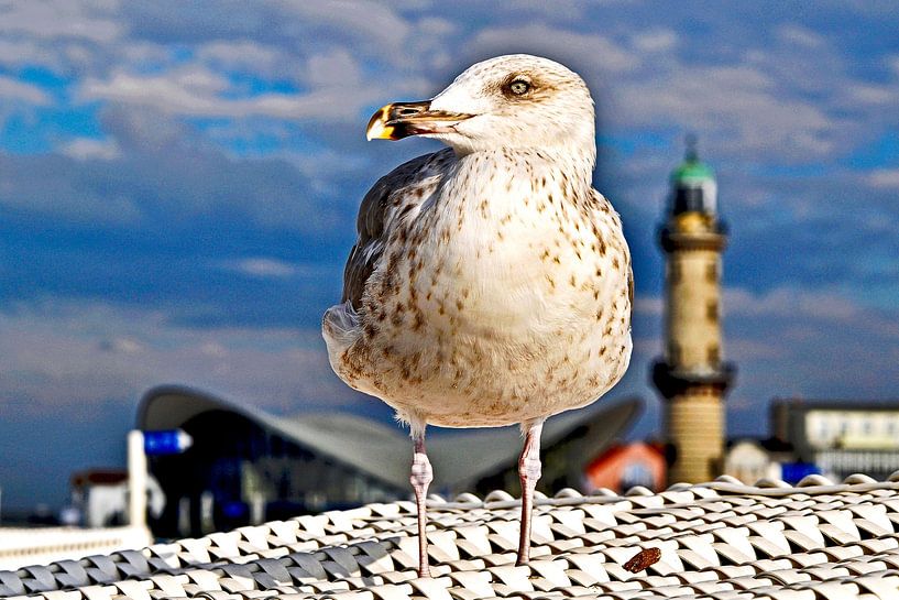 Enchanting seagull on the beach chair by Silva Wischeropp