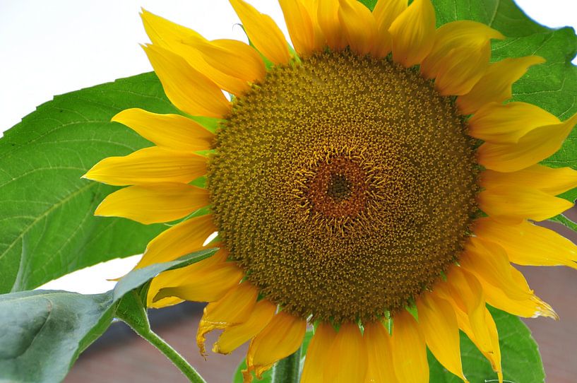 zonnebloem sunflower by Diana Edwards