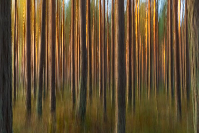 Abstract Bos ICM van Yanuschka | Fotografie Noordwijk
