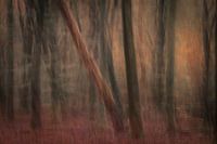 Mystery of the Speulder Forest