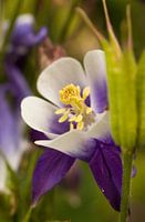 Bloeiende Paarse Akelei