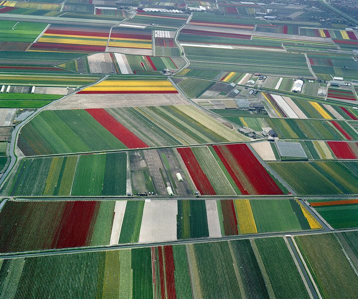 Vue aérienne d'un champ de bulbes de fleurs aux Pays-Bas par Frans Rombout