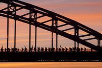 Début de la marche de quatre jours de Nimègue.