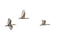 Sacred Ibis Formation