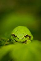Cooler Frosch mit geradem Blick