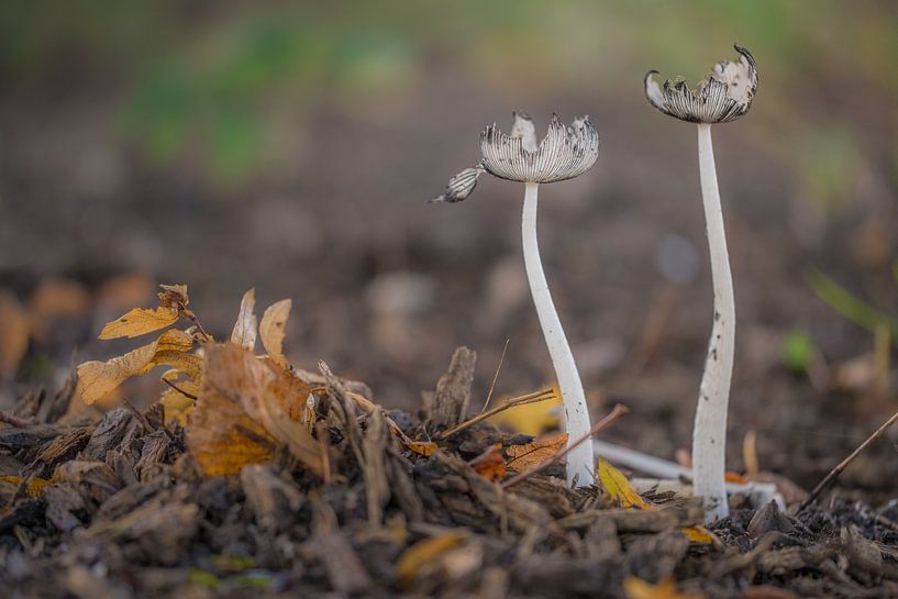 Champignons par Moetwil en van Dijk - Fotografie