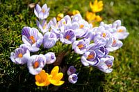 Der Frühling kommt!