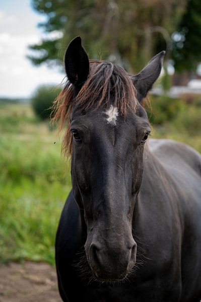 Close-up horse head - timeless beauty 5 by Kees Goethart