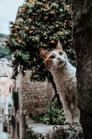 Kat / poes in Dubrovnik Kroatië
