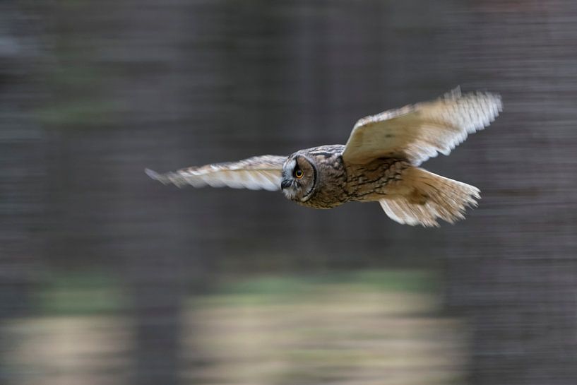 Bengaalse Arenduil ( Bubo bengalensis ) glijdend door het bos, vluchtopname van een uil, dynamisch g van wunderbare Erde