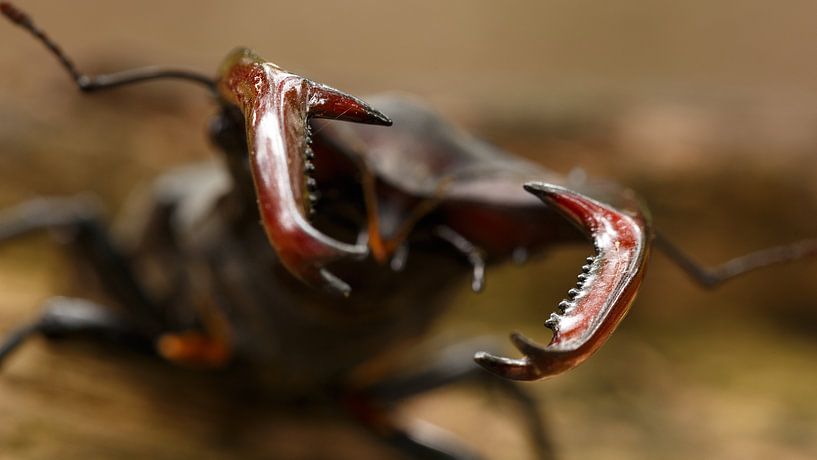 The stag beetle with its imposing jaws. by Paul Wendels