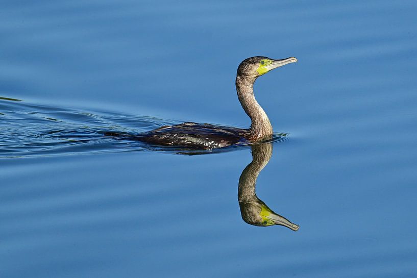 Tolle Spiegelung im Wasser von Bernhard Kaiser