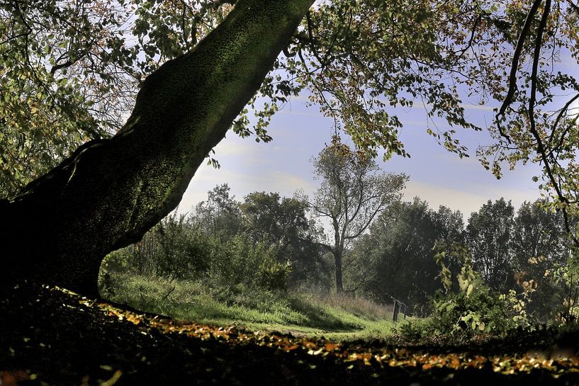 Tree with vista by Henk Mannes