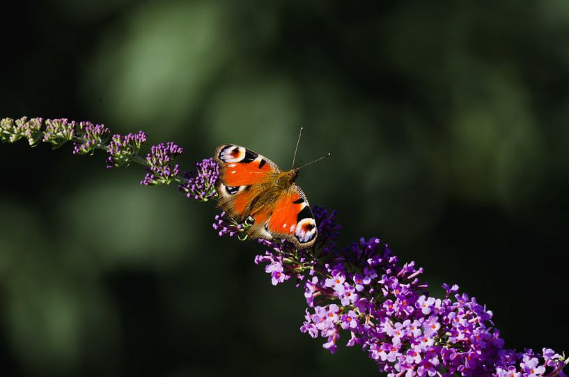 peacock by Aimé de Clercq