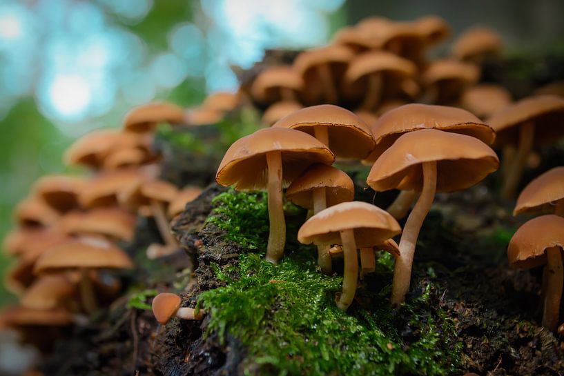 Macro von Victor Droogh