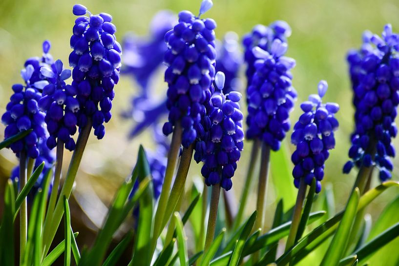 Traubenhyazinthen auf einer Frühlingswiese von David Esser