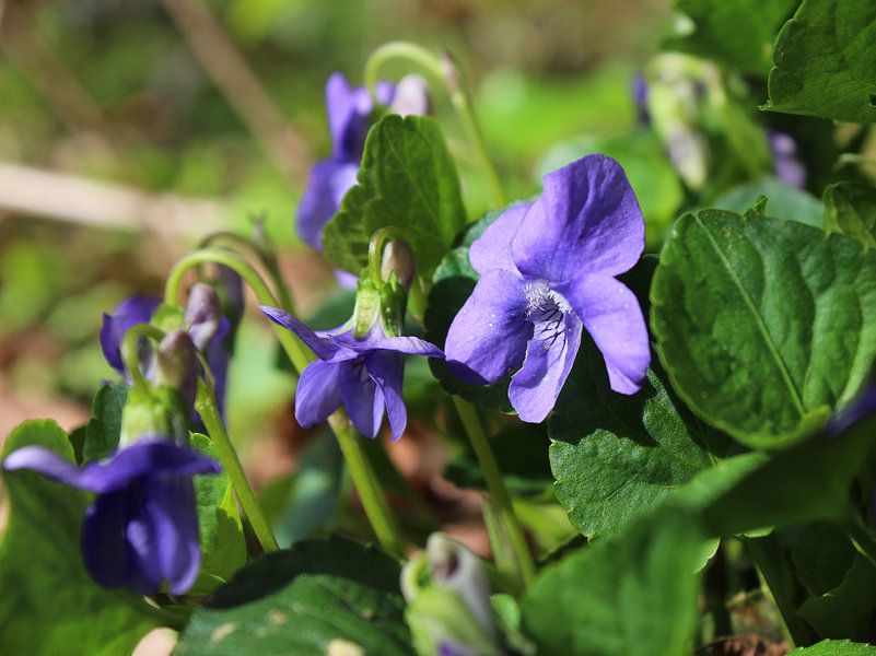 Viola sororia, la violette des bois par Imladris Images