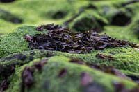 Seaweed on rocks
