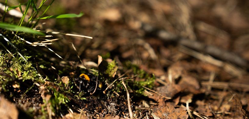 Bee in Flight: On the ground by Surreal Media