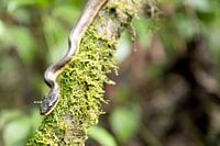 Serpent reptile du Costa Rica