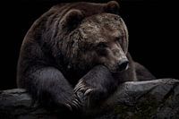 Braunbär (Ursus arctus beringianus)