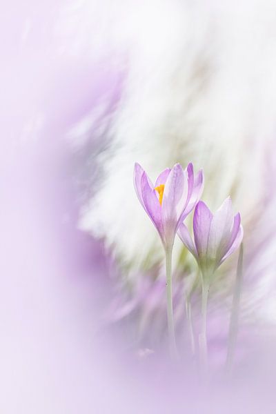 Belle nature par Bob Daalder