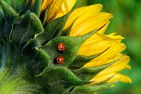 2 Ladybirds on Sunflower