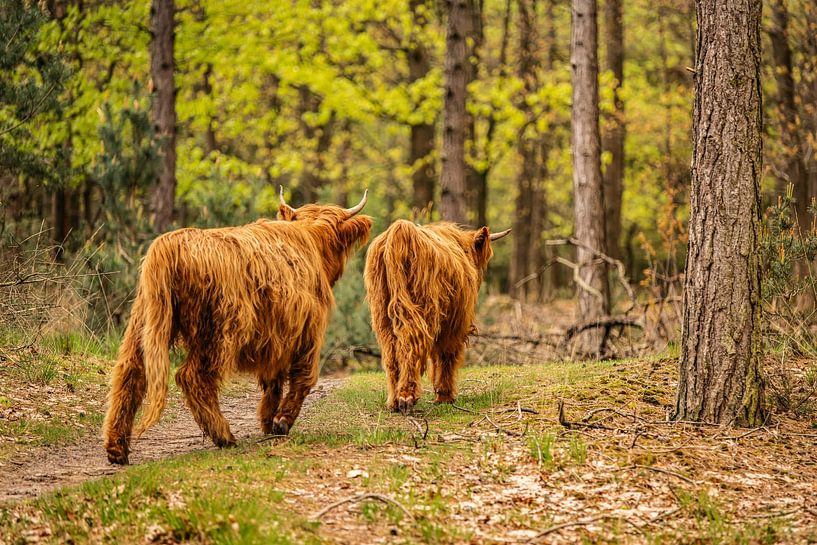 Schottischer Highlander von Bas Fransen