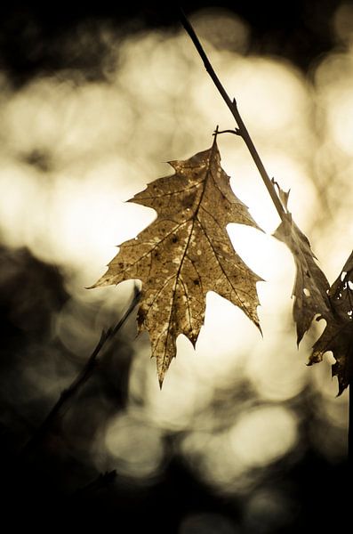 Time to let it go van Dick Nieswaag