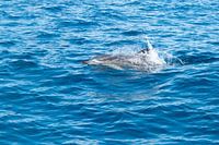 Delfin vor dem Cabo Vicente