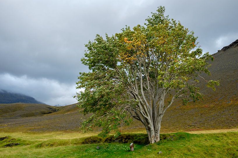 The mythological tree of Sandfell in Iceland by Gerry van Roosmalen