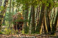 Wisent in the Maashorst nature reserve