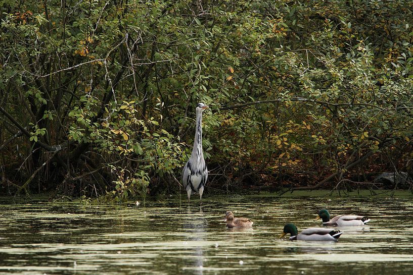 Graureiher mit Spiegelbild von Anja Bagunk