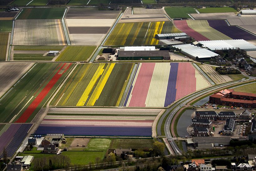 Luchtfoto van bloembollenvelden bij Noordwijk-Noordwijkerhout par Meindert van Dijk
