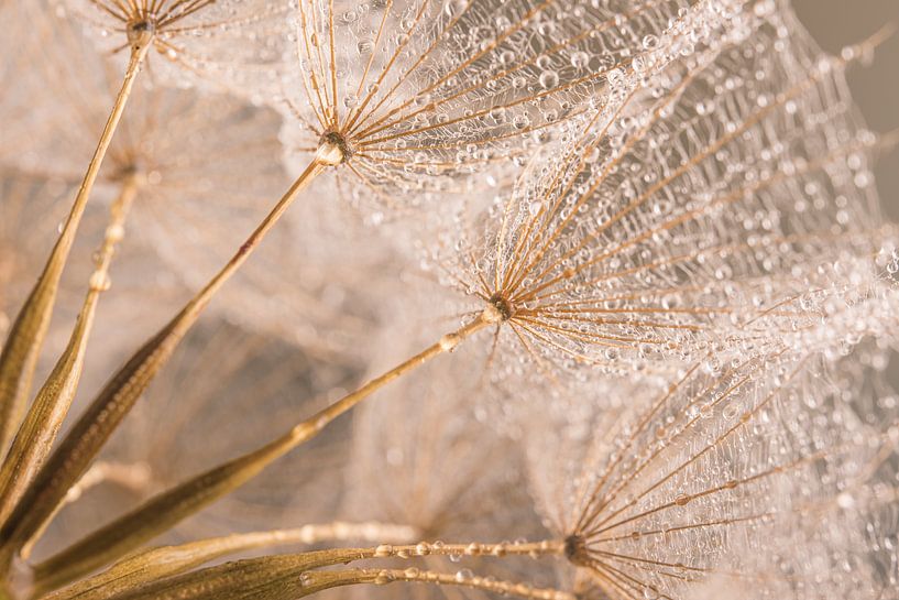 Zart pastellfarbenes Tragopogon mit Tropfen von Marjolijn van den Berg