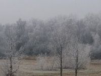 Bevroren bomen in de winter.