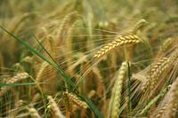 Getreideähre