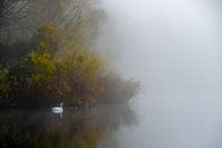 Swan on a foggy morning