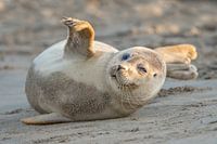 Zeehond op het strand