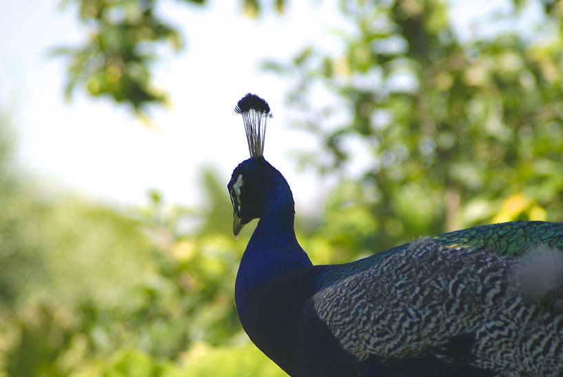 Pauw mystique par Annika van Zonneveld 