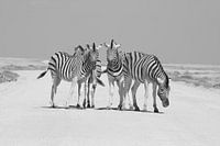 Zèbres dans le parc national d'Etosha