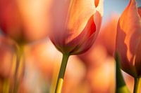 weiche orangefarbene Tulpe